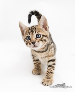 Bengalen rosetted